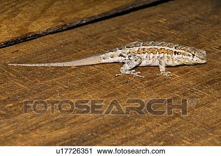 Great Basin fence lizard (Sceloporus Occidentalis Longipes); California View Large Photo Image Stock Image - Great Basin fence lizard (Sceloporus Occidentalis Longipes); California. Fotosearch