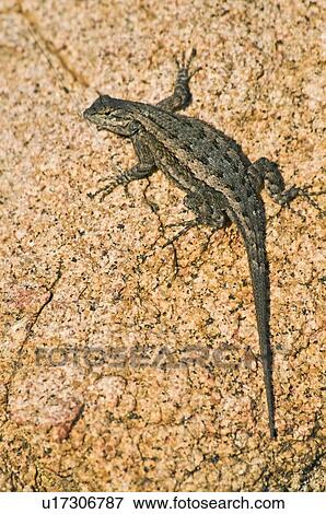 Great Basin fence lizard (Sceloporus occidentalis longipes), California, USA; lizard on a boulder View Large Photo Image Stock Photo - Great Basin fence lizard (Sceloporus occidentalis longipes), California, USA; lizard on a boulder. Fotosearch
