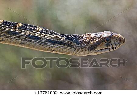 Great Basin gopher snake (Pituophis catenifer deserticola) View Large Photo Image Stock Image - Great Basin gopher snake (Pituophis catenifer deserticola). Fotosearch