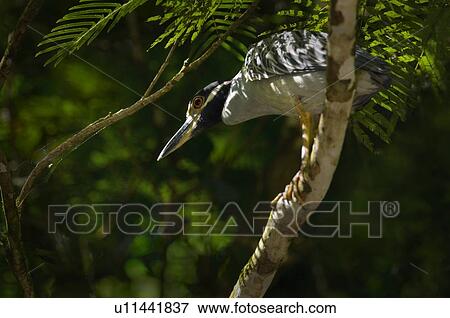 Green-backed Heron in a tree, Costa Rica View Large Photo Image Stock Photo - Green-backed Heron in a tree, Costa Rica. Fotosearch