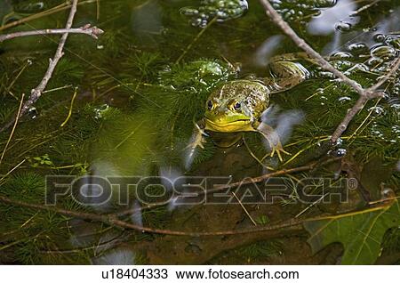 Stock Image - Green Frog (Rana clamitans); sitting in a pond. Fotosearch