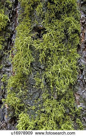 Green moss on a pine tree, Sequoia National Park, California, USA View Large Photo Image Stock Photo - Green moss on a pine tree, Sequoia National Park, California, USA . Fotosearch