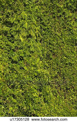 Stock Photo - Green shrubs. Fotosearch