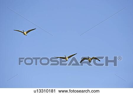 Stock Image - Group of geese flying. Fotosearch