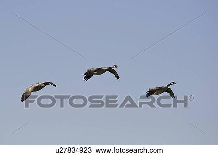 Group of geese flying View Large Photo Image Stock Image - Group of geese flying. Fotosearch