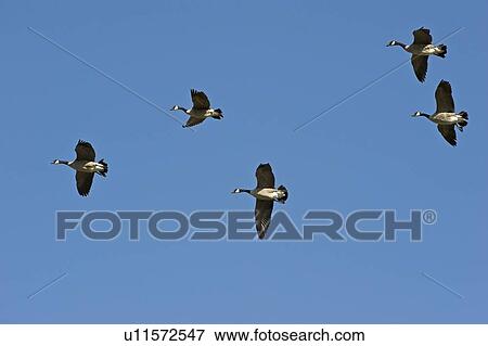 Stock Photo - Group of geese flying. Fotosearch