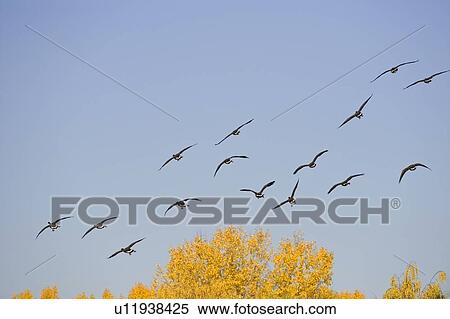 Stock Photography - Group of geese flying. Fotosearch