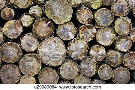 Group of logs View Large Photo Image Picture - Group of logs. Fotosearch
