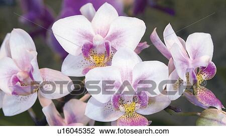 Group of Orchid Oncidium View Large Photo Image Stock Image - Group of Orchid Oncidium. Fotosearch