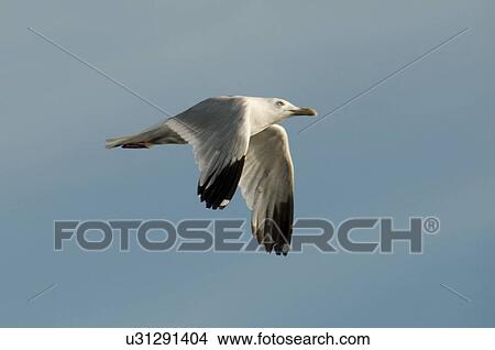 Gull in flight View Large Photo Image Picture - Gull in flight. Fotosearch
