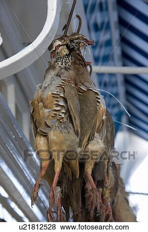 Stock Photo - Hanging poultry; Dead birds. Fotosearch