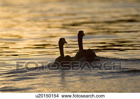 Hawrelak Park, Edmonton, Alberta, Canada; Canada geese swimming at sundown View Large Photo Image Picture - Hawrelak Park, Edmonton, Alberta, Canada; Canada geese swimming at sundown. Fotosearch