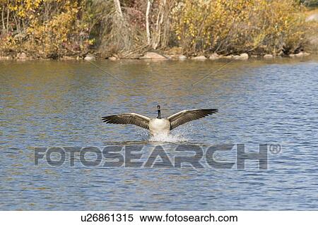Hawrelak Park, Edmonton, Alberta, Canada; Canada goose on the lake View Large Photo Image Stock Photography - Hawrelak Park, Edmonton, Alberta, Canada; Canada goose on the lake. Fotosearch