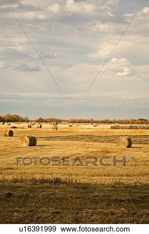 Stock Photo - Hay bales in field. Fotosearch