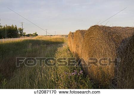 Hay bales, Manitoba, Canada View Large Photo Image Stock Image - Hay bales, Manitoba, Canada. Fotosearch