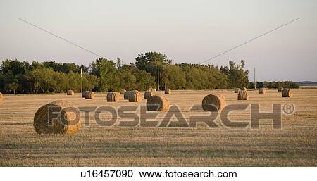 Hay bales, Manitoba, Canada View Large Photo Image Stock Image - Hay bales, Manitoba, Canada. Fotosearch