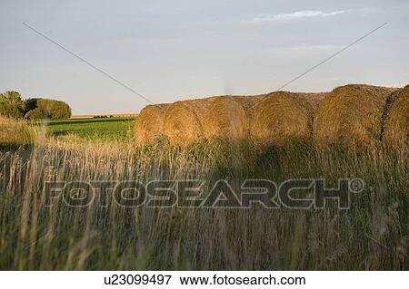 Hay bales, Manitoba, Canada View Large Photo Image Stock Photo - Hay bales, Manitoba, Canada. Fotosearch
