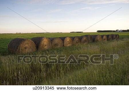 Hay bales, Manitoba, Canada View Large Photo Image Stock Photography - Hay bales, Manitoba, Canada. Fotosearch