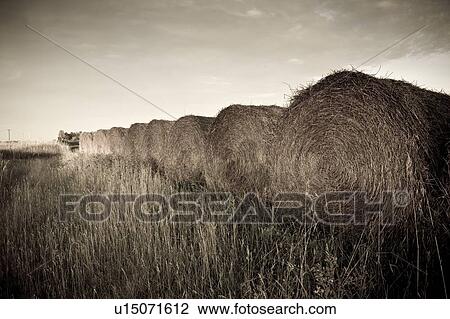 Hay bales View Large Photo Image Stock Image - Hay bales. Fotosearch