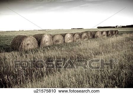 Stock Image - Hay bales. Fotosearch