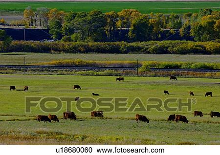 Herd of cows grazing View Large Photo Image Stock Image - Herd of cows grazing. Fotosearch