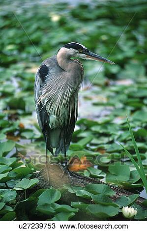 Stock Image - Heron standing at edge of leaf-covered pond. Fotosearch