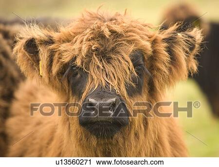 Stock Image - Highland cattle calf, Scotland. Fotosearch