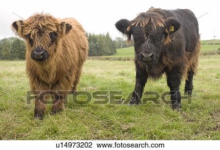 Highland cattle calves, Scotland View Large Photo Image Stock Image - Highland cattle calves, Scotland. Fotosearch