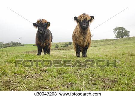 Stock Image - Highland cattle calves, Scotland. Fotosearch