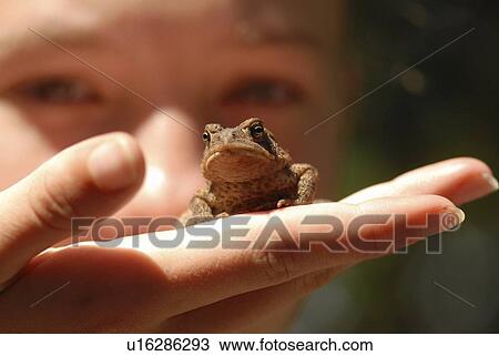 Stock Image - Holding a frog. Fotosearch