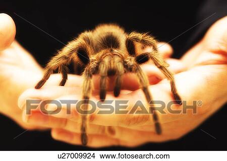 Picture - Holding a large Tarantula spider. Fotosearch