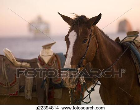 Horses with saddles View Large Photo Image Picture - Horses with saddles. Fotosearch