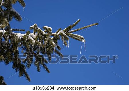 Icicles hanging from tree branches View Large Photo Image Picture - Icicles hanging from tree branches. Fotosearch