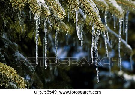 Stock Photo - Icicles hanging from tree branches. Fotosearch