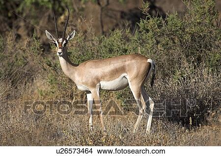 Picture - Impala (Aepyceros melampus); Samburu National Reserve, Kenya, Africa. Fotosearch