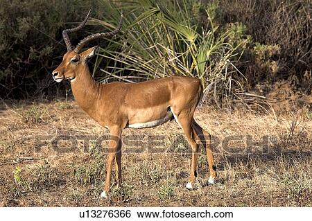 Impala (Aepyceros melampus); Samburu National Reserve, Kenya, Africa View Large Photo Image Stock Photograph - Impala (Aepyceros melampus); Samburu National Reserve, Kenya, Africa. Fotosearch