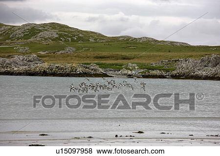 Islay, Scotland; Flock of birds flying over sea View Large Photo Image Stock Photo - Islay, Scotland; Flock of birds flying over sea. Fotosearch