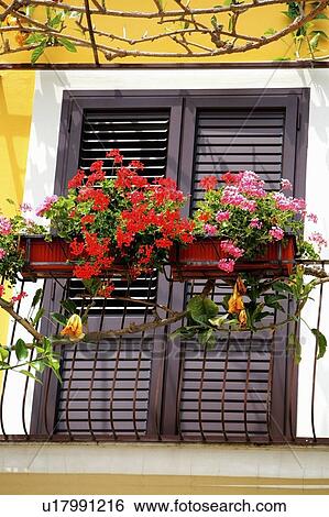 Italy; Red flowers on a balcony View Large Photo Image Stock Photograph - Italy; Red flowers on a balcony. Fotosearch