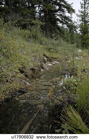 Jasper National Park, Alberta, Canada; stream running through forest View Large Photo Image Stock Image - Jasper National Park, Alberta, Canada; stream running through forest. Fotosearch