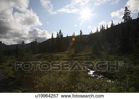 Jasper National Park, Alberta, Canada; Stream running through forest View Large Photo Image Stock Photo - Jasper National Park, Alberta, Canada; Stream running through forest. Fotosearch