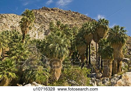 Stock Photo - Joshua Tree National Park, California, USA . Fotosearch