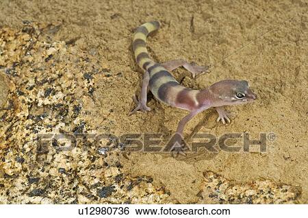 Juvenile desert banded gecko (Coleonyx variegatus variegatus) View Large Photo Image Stock Photograph - Juvenile desert banded gecko (Coleonyx variegatus variegatus). Fotosearch