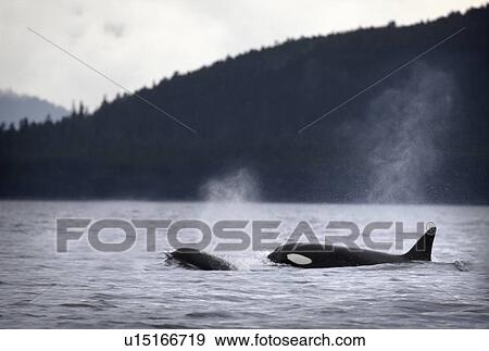 Killer whales View Large Photo Image Stock Photo - Killer whales. Fotosearch