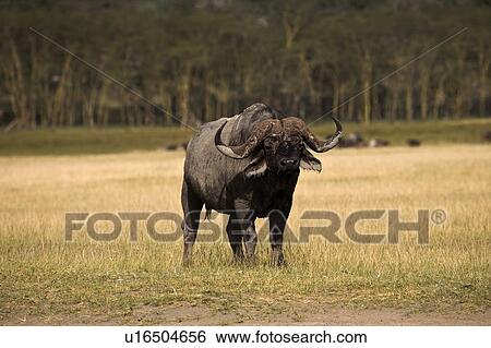 Stock Photograph - Lake Nakuru, Kenya, Africa; Water buffalo, . Fotosearch