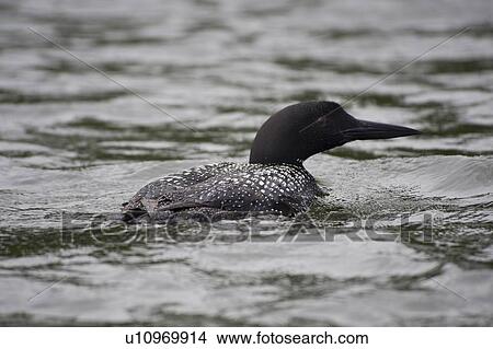 Lake of the Woods, Ontario, Canada; Duck swimming in lake View Large Photo Image Picture - Lake of the Woods, Ontario, Canada; Duck swimming in lake. Fotosearch