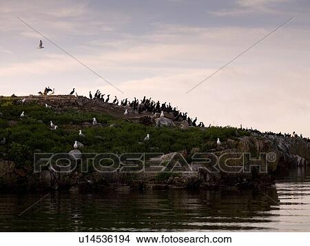 Picture - Lake of the Woods, Ontario, Canada; Seagulls and ducks share a rocky island. Fotosearch