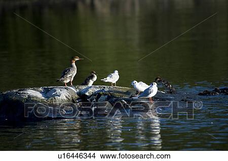 Lake of the Woods, Ontario, Canada; Ducks and gulls share a rocky outcrop View Large Photo Image Picture - Lake of the Woods, Ontario, Canada; Ducks and gulls share a rocky outcrop. Fotosearch
