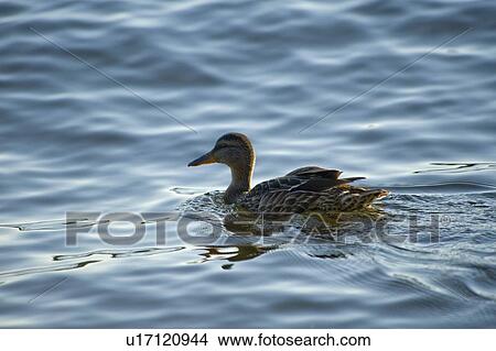 Picture - Lake of the Woods, Ontario, Canada; Duck swimming in lake. Fotosearch