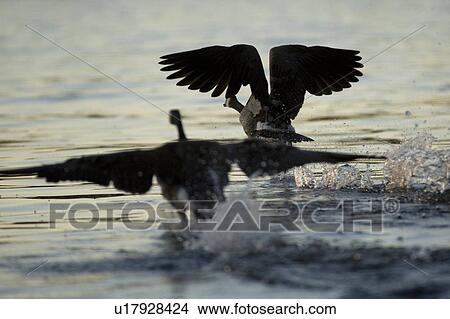 Picture - Lake of the Woods, Ontario, Canada; Canada geese in flight. Fotosearch