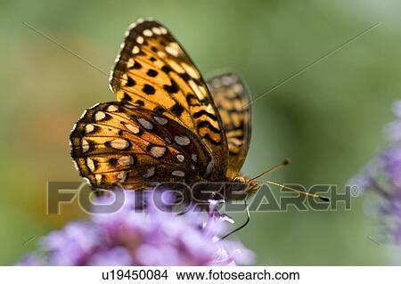 Lake of the Woods, Ontario, Canada; Butterfly gathering nectar from flower View Large Photo Image Picture - Lake of the Woods, Ontario, Canada; Butterfly gathering nectar from flower. Fotosearch